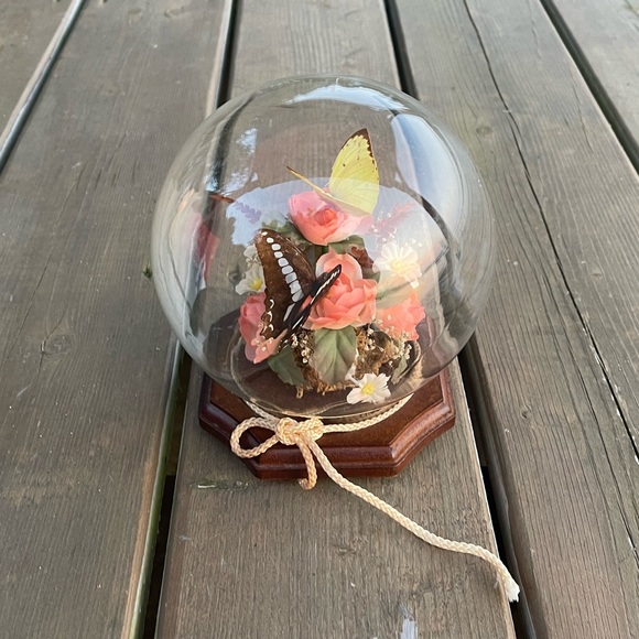 Vintage Real Butterfly Taxidermy Solid Glass Dome Globe Wood Base - Picture 12 of 12